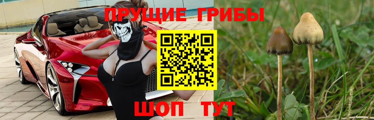 Брянск  Галлюциногенные грибы GOLDEN TEACHER  Вход с VPN 